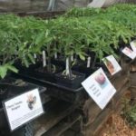 Plant Starts For Sale