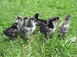 Blue Australorp chick – groworganics