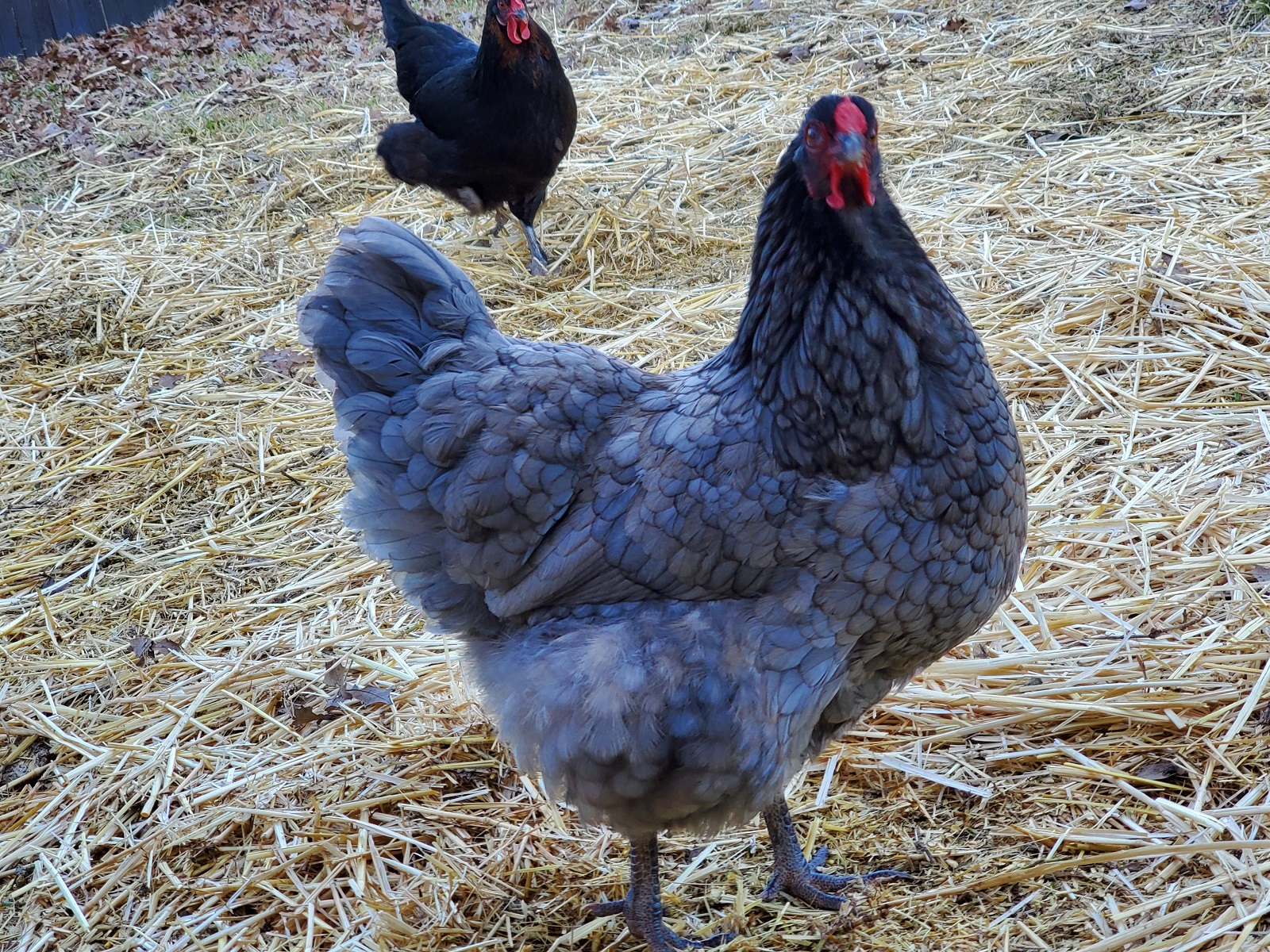 Blue Wyandotte chick groworganics