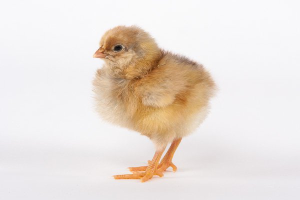 Blue laced Red Wyandotte chick groworganics