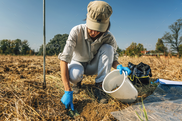 Soil Sampling Process. Woman agronomist taking soil sample for fertility analysis. Environmental research