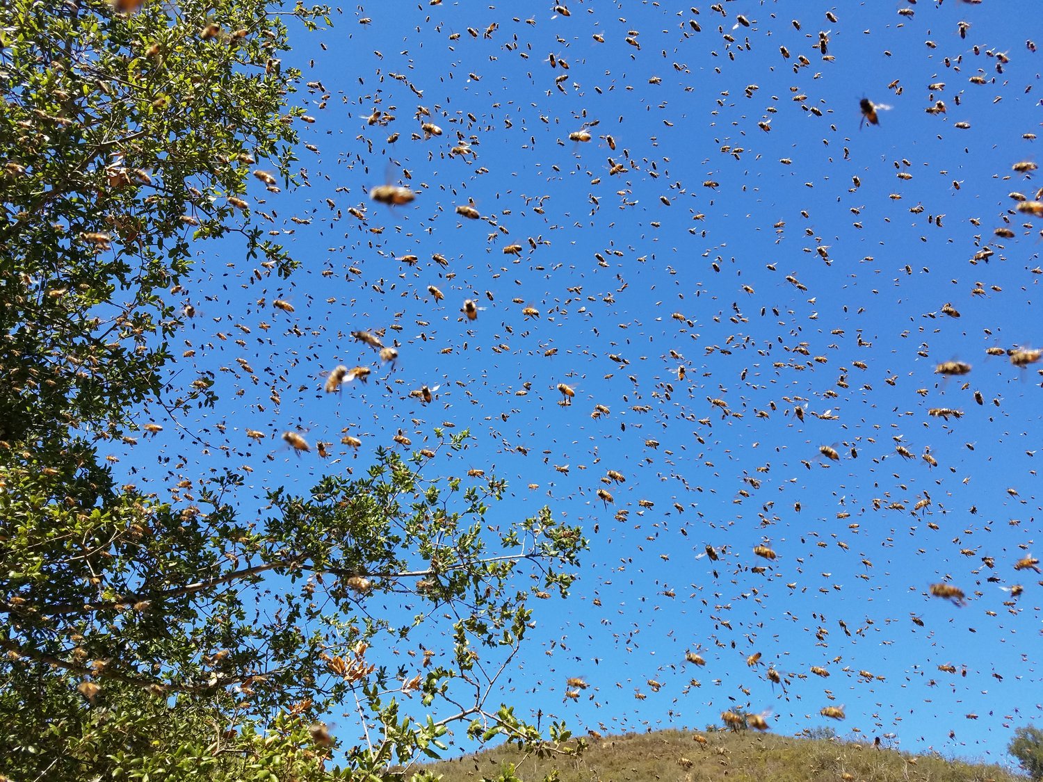 Swarm+in+flight