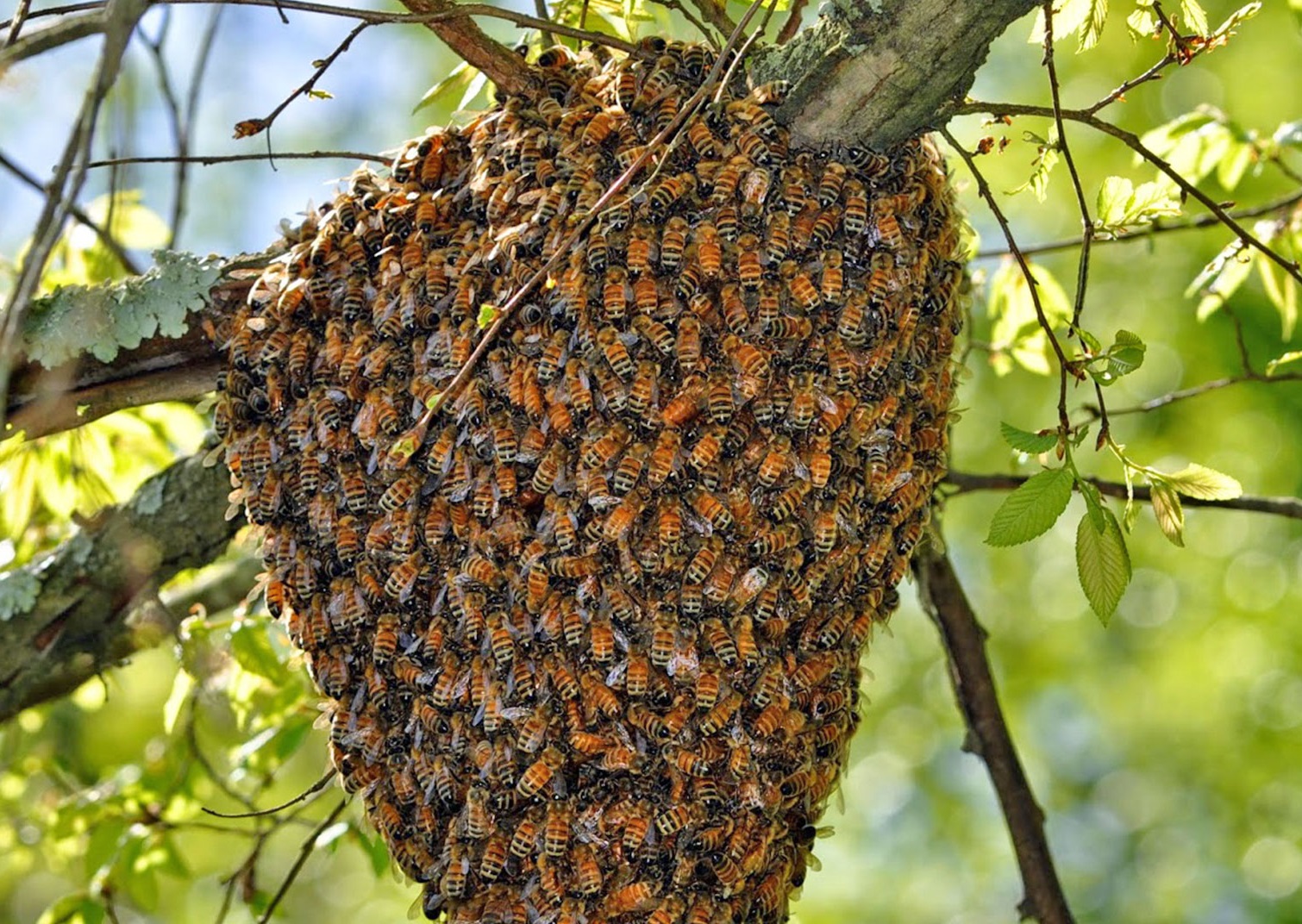 swarm